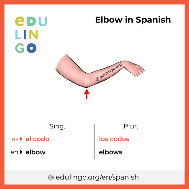 Elbow in Spanish vocabulary picture with singular and plural for download and printing