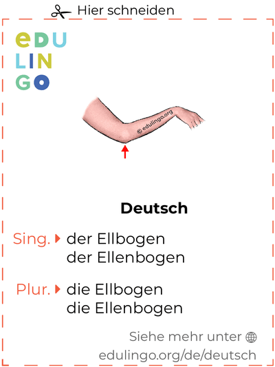 Ellbogen auf Deutsch Vokabelkartei zum Ausdrucken, Üben und Lernen