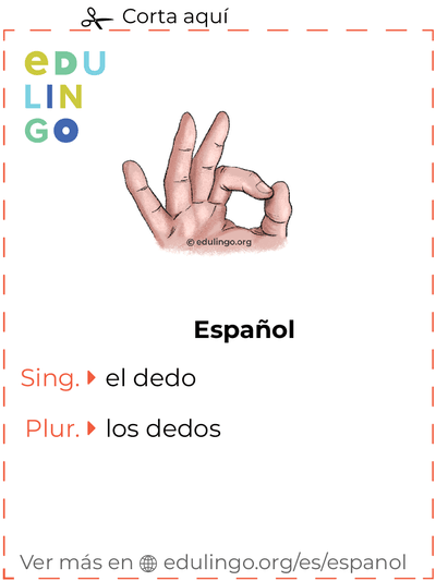 Ficha de Vocabulario Dedo en español para imprimir, practicar y aprender