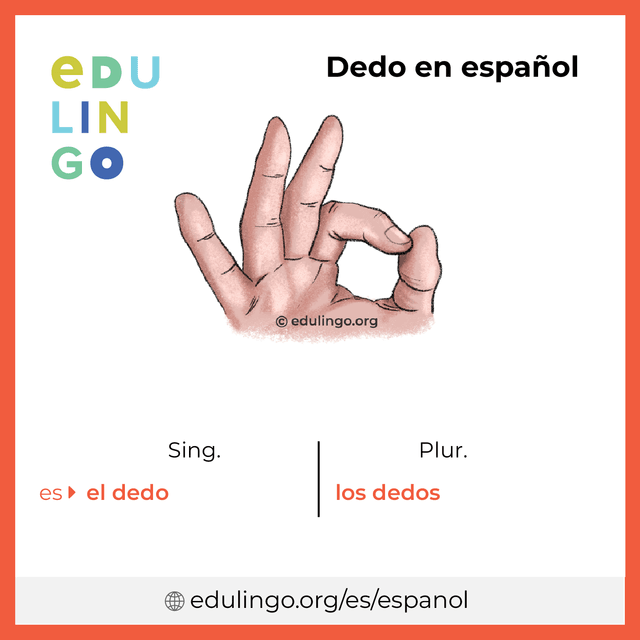 Imagen de vocabulario Dedo en español con singular y plural para descargar e imprimir