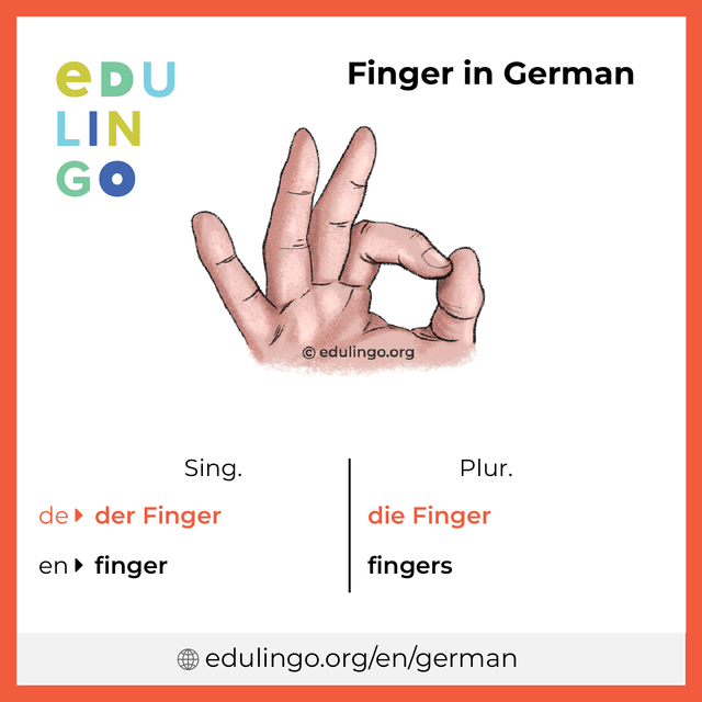 Finger in German vocabulary picture with singular and plural for download and printing