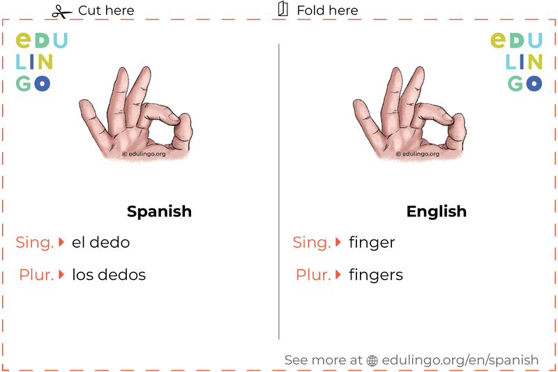 Finger in Spanish vocabulary flashcard for printing, practicing and learning