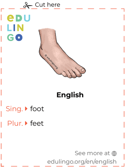 Foot in English vocabulary flashcard for printing, practicing and learning