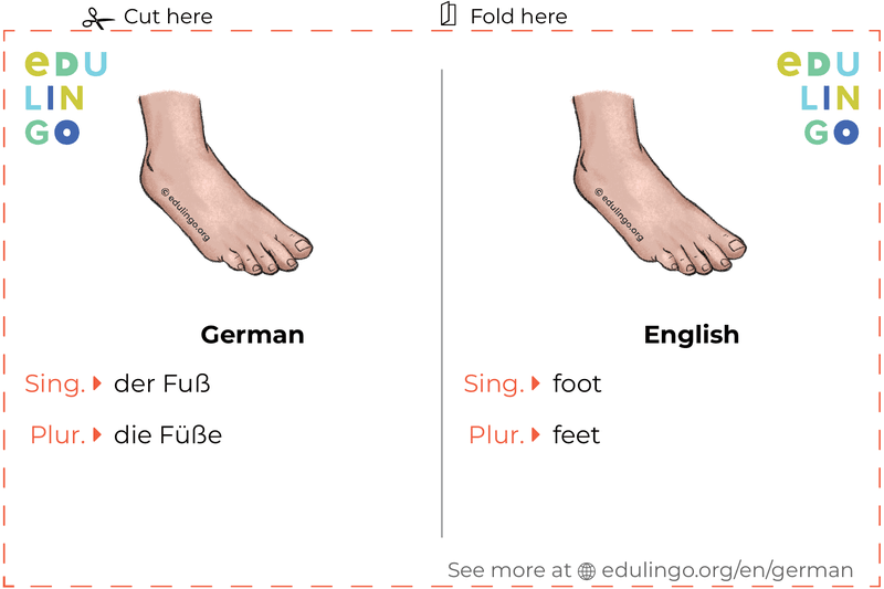 Foot in German vocabulary flashcard for printing, practicing and learning