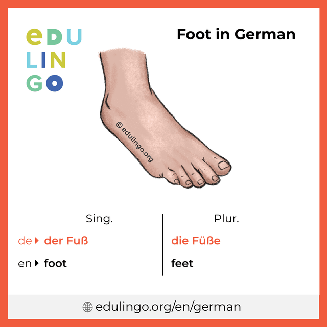 Foot in German vocabulary picture with singular and plural for download and printing