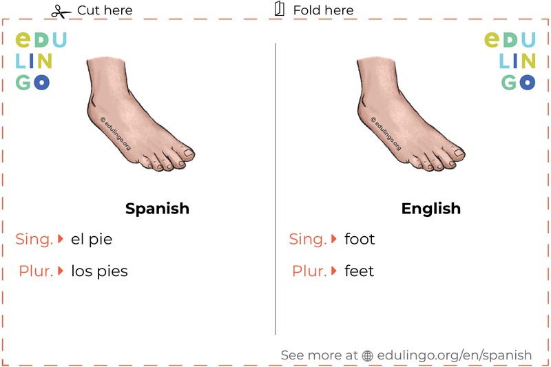 Foot in Spanish vocabulary flashcard for printing, practicing and learning