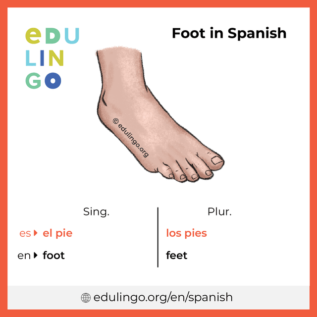 Foot in Spanish vocabulary picture with singular and plural for download and printing