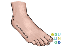 Thumbnail: Foot in English