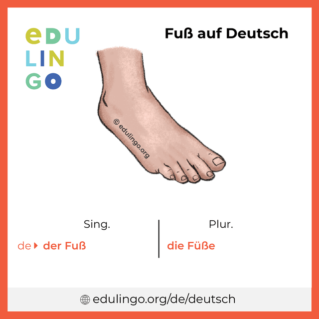 Fuß auf Deutsch Vokabelbild mit Singular und Plural zum Herunterladen und Ausdrucken