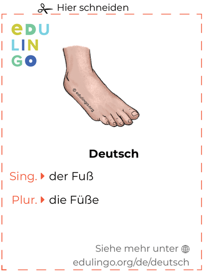 Fuß auf Deutsch Vokabelkartei zum Ausdrucken, Üben und Lernen