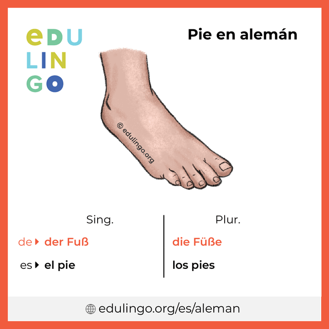 Imagen de vocabulario Pie en alemán con singular y plural para descargar e imprimir