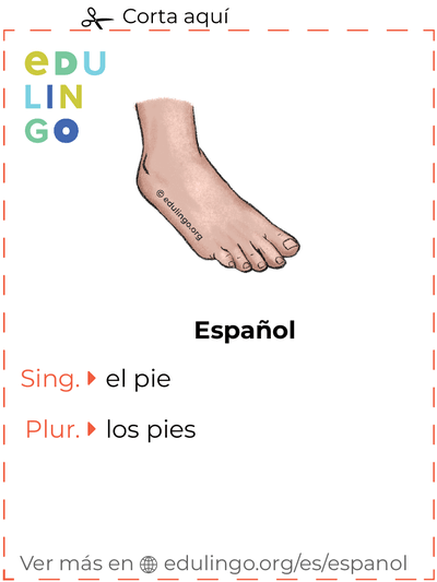 Ficha de Vocabulario Pie en español para imprimir, practicar y aprender