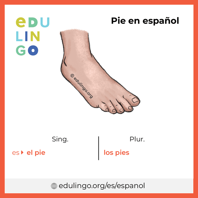 Imagen de vocabulario Pie en español con singular y plural para descargar e imprimir
