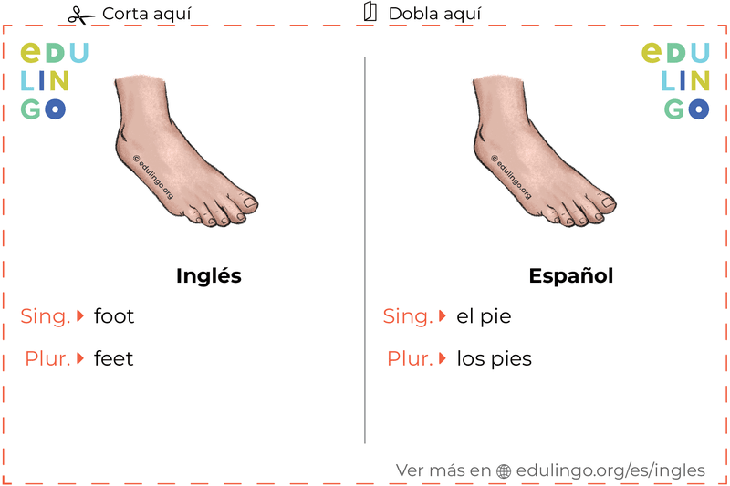 Ficha de Vocabulario Pie en inglés para imprimir, practicar y aprender