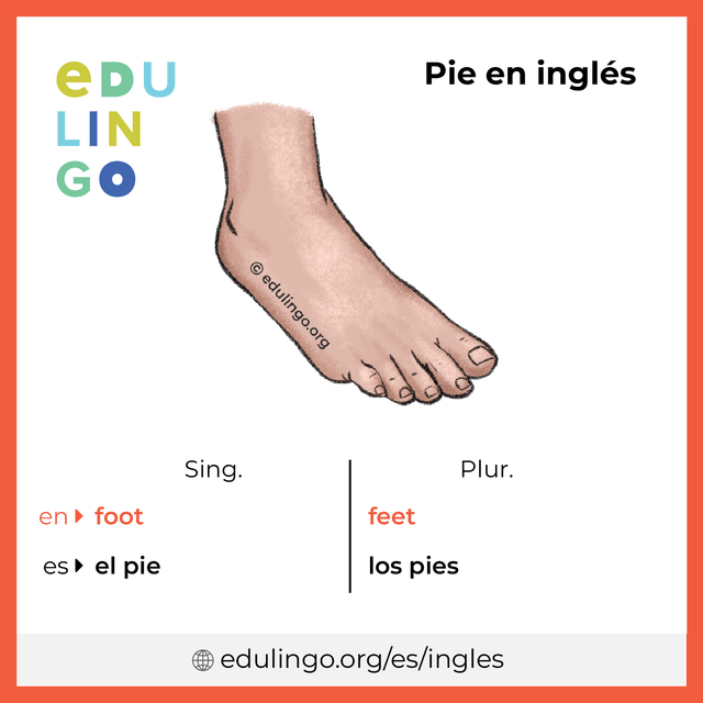 Imagen de vocabulario Pie en inglés con singular y plural para descargar e imprimir