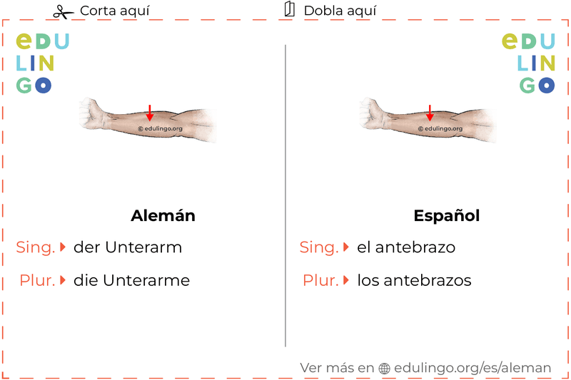 Ficha de Vocabulario Antebrazo en alemán para imprimir, practicar y aprender