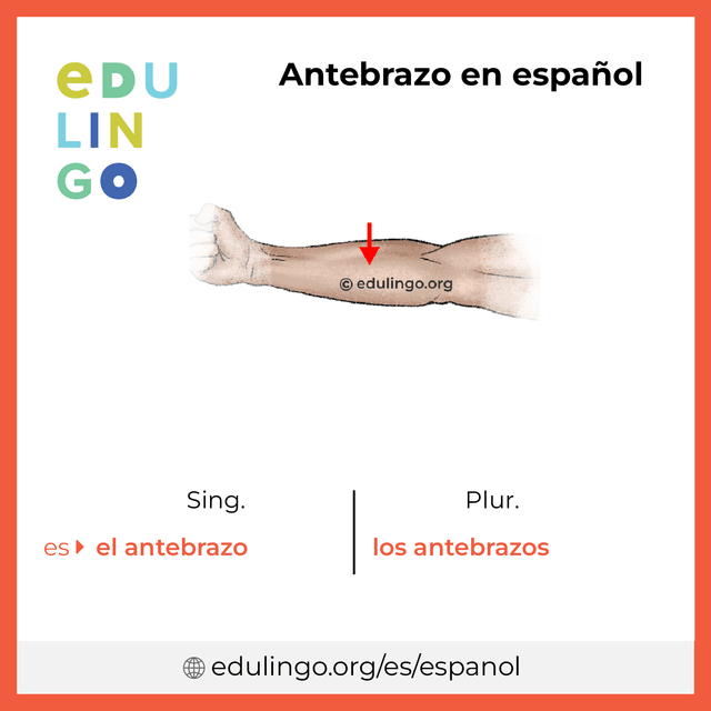 Imagen de vocabulario Antebrazo en español con singular y plural para descargar e imprimir