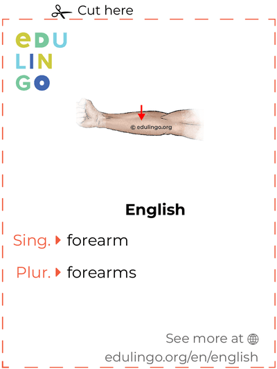Forearm in English vocabulary flashcard for printing, practicing and learning