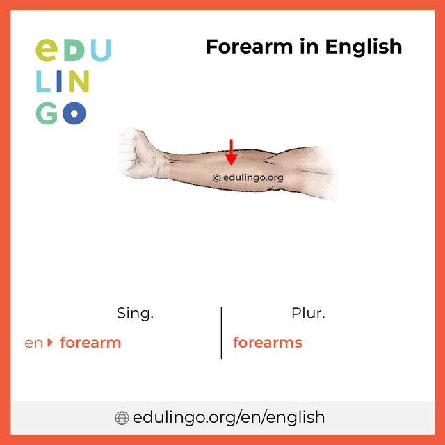 Forearm in English vocabulary picture with singular and plural for download and printing