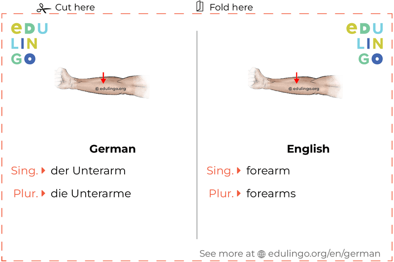 Forearm in German vocabulary flashcard for printing, practicing and learning