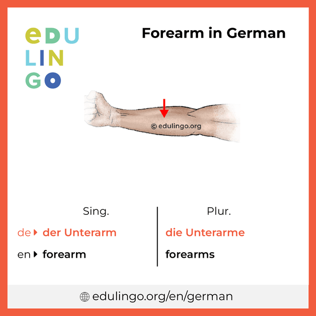 Forearm in German vocabulary picture with singular and plural for download and printing