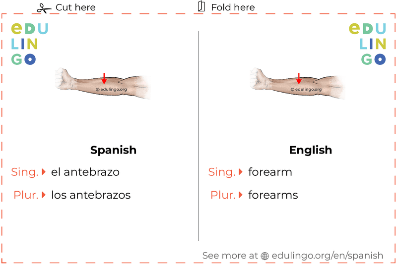 Forearm in Spanish vocabulary flashcard for printing, practicing and learning