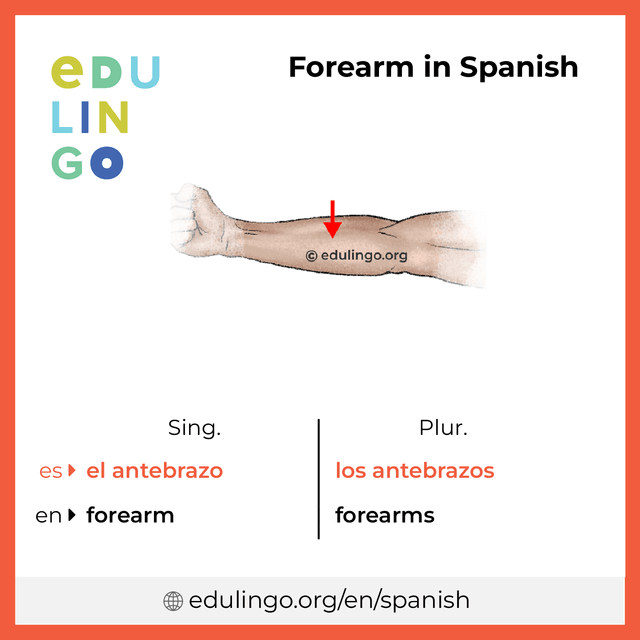 Forearm in Spanish vocabulary picture with singular and plural for download and printing