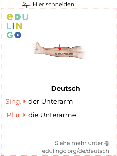 Unterarm auf Deutsch Vokabelkartei zum Ausdrucken, Üben und Lernen