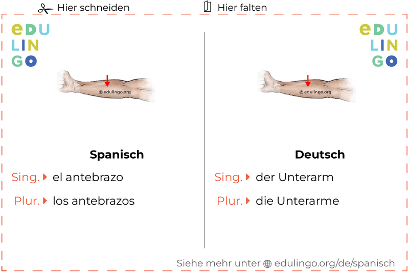 Unterarm auf Spanisch Vokabelkartei zum Ausdrucken, Üben und Lernen