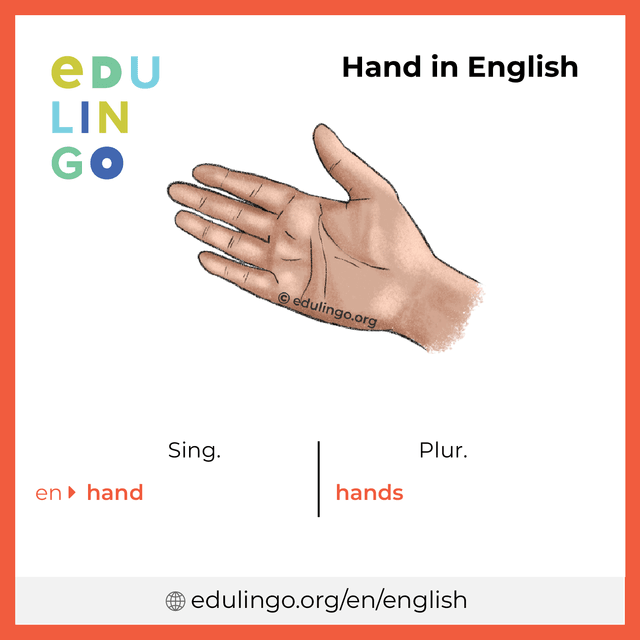 Hand in English vocabulary picture with singular and plural for download and printing
