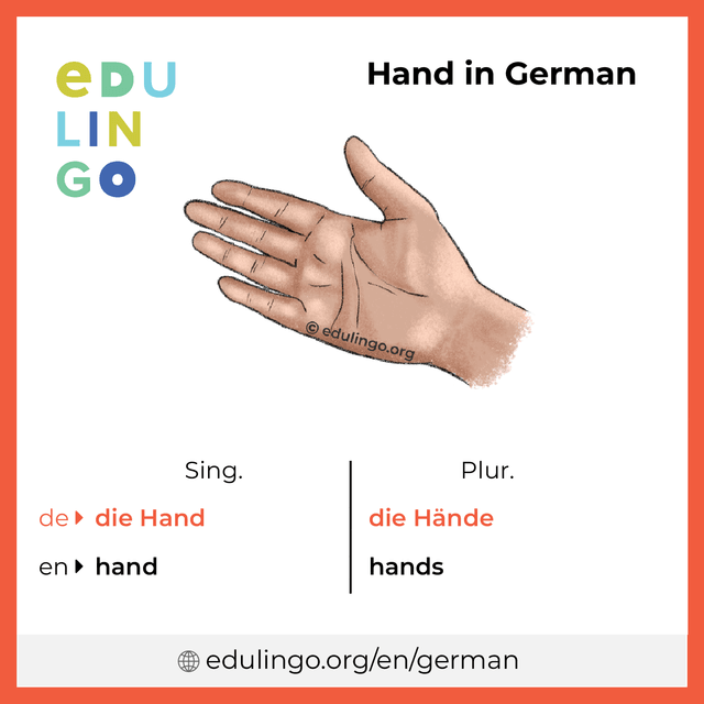Hand in German vocabulary picture with singular and plural for download and printing