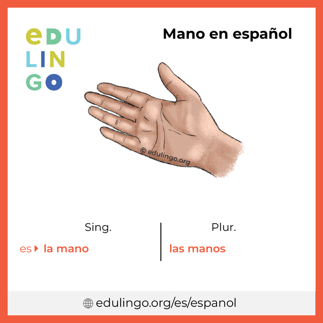 Imagen de vocabulario Mano en español con singular y plural para descargar e imprimir