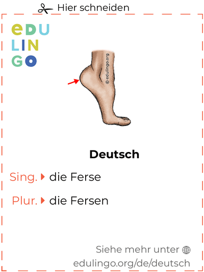 Ferse auf Deutsch Vokabelkartei zum Ausdrucken, Üben und Lernen