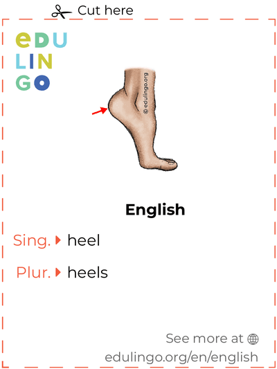 Heel in English vocabulary flashcard for printing, practicing and learning