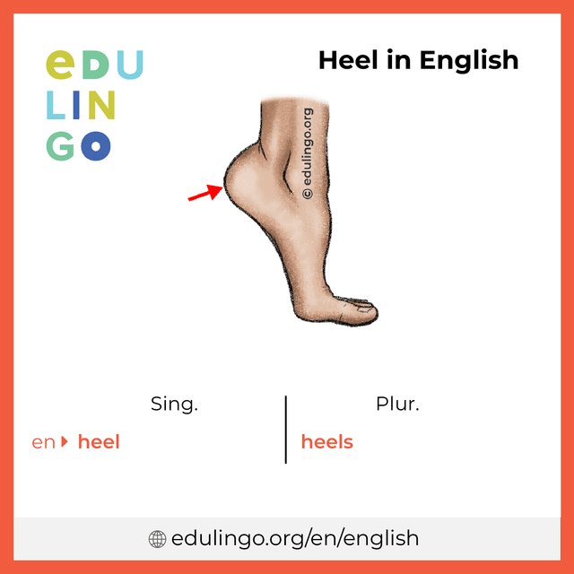 Heel in English vocabulary picture with singular and plural for download and printing