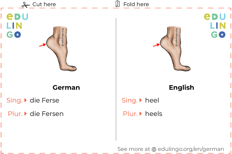 Heel in German vocabulary flashcard for printing, practicing and learning