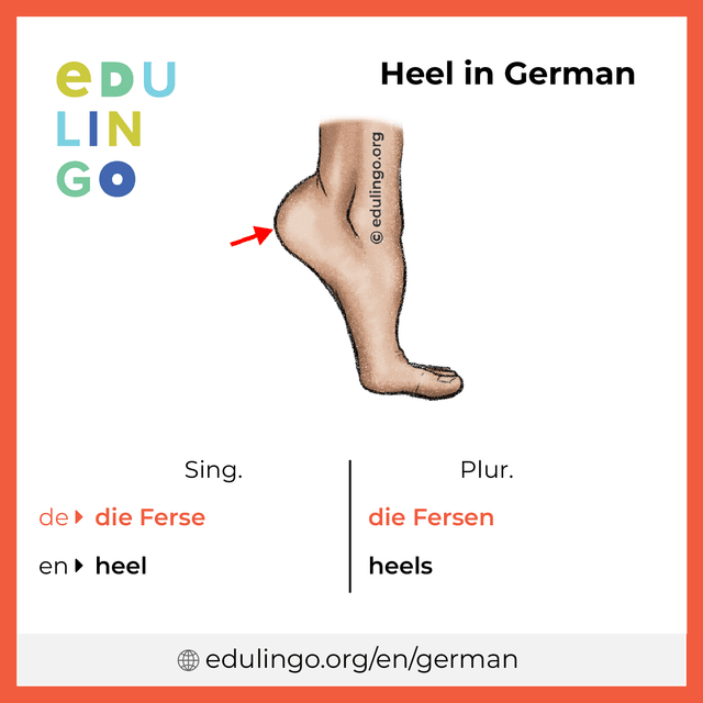 Heel in German vocabulary picture with singular and plural for download and printing