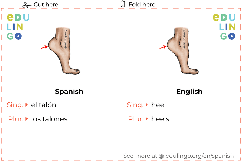 Heel in Spanish vocabulary flashcard for printing, practicing and learning