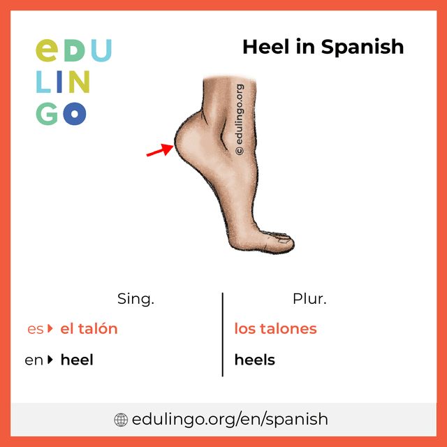 Heel in Spanish vocabulary picture with singular and plural for download and printing