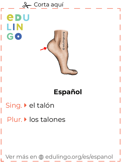 Ficha de Vocabulario Talón en español para imprimir, practicar y aprender