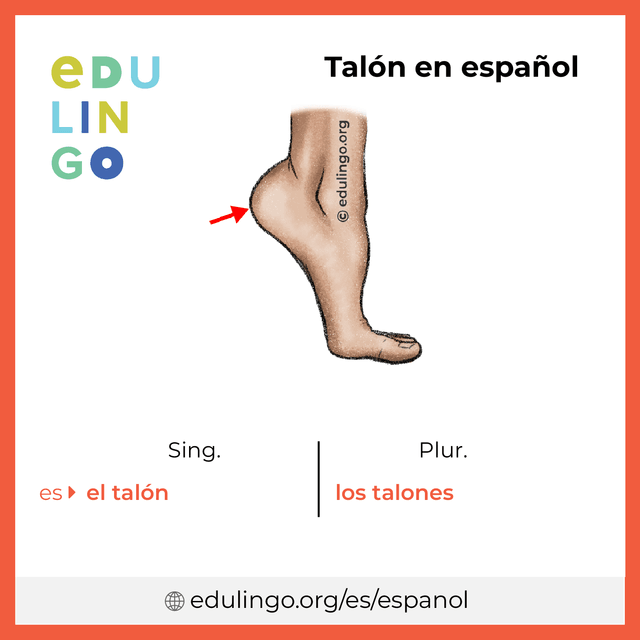 Imagen de vocabulario Talón en español con singular y plural para descargar e imprimir
