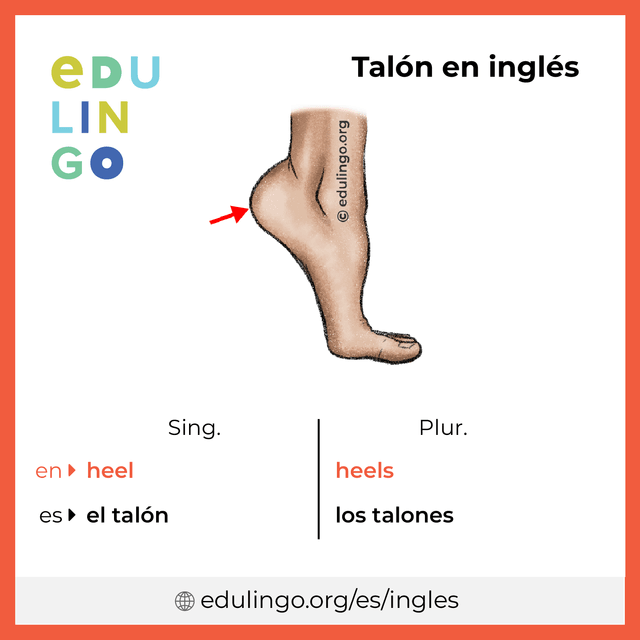 Imagen de vocabulario Talón en inglés con singular y plural para descargar e imprimir