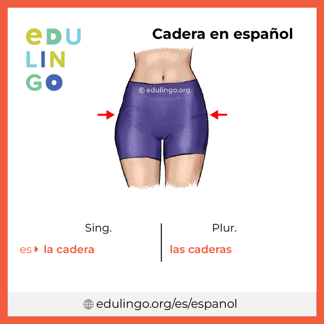 Imagen de vocabulario Cadera en español con singular y plural para descargar e imprimir