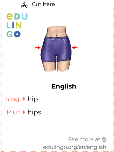 Hip in English vocabulary flashcard for printing, practicing and learning