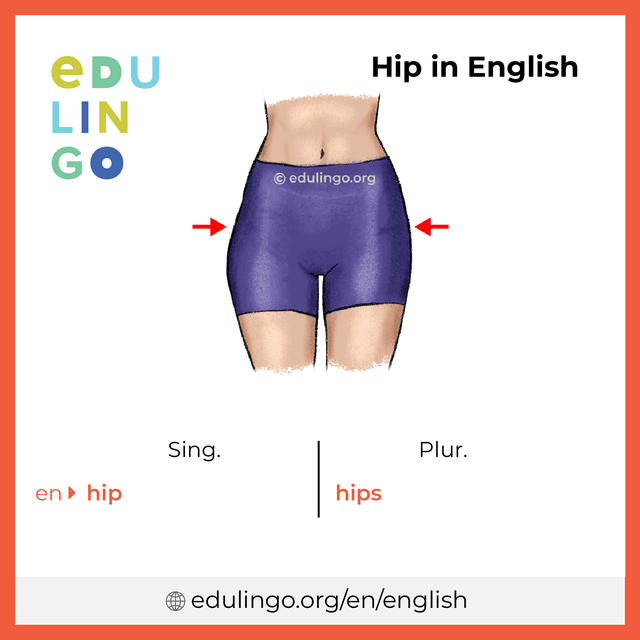 Hip in English vocabulary picture with singular and plural for download and printing