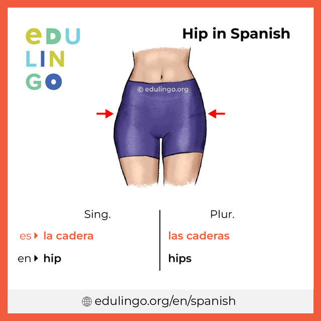 Hip in Spanish vocabulary picture with singular and plural for download and printing