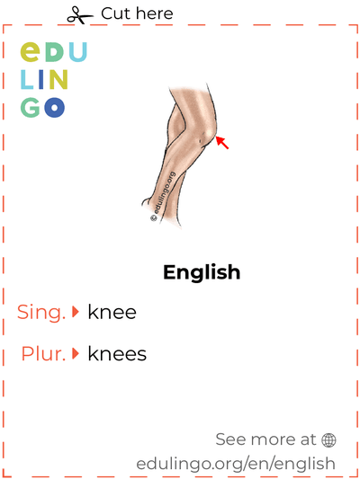 Knee in English vocabulary flashcard for printing, practicing and learning