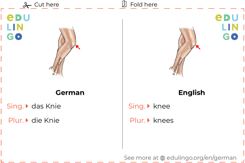 Knee in German vocabulary flashcard for printing, practicing and learning