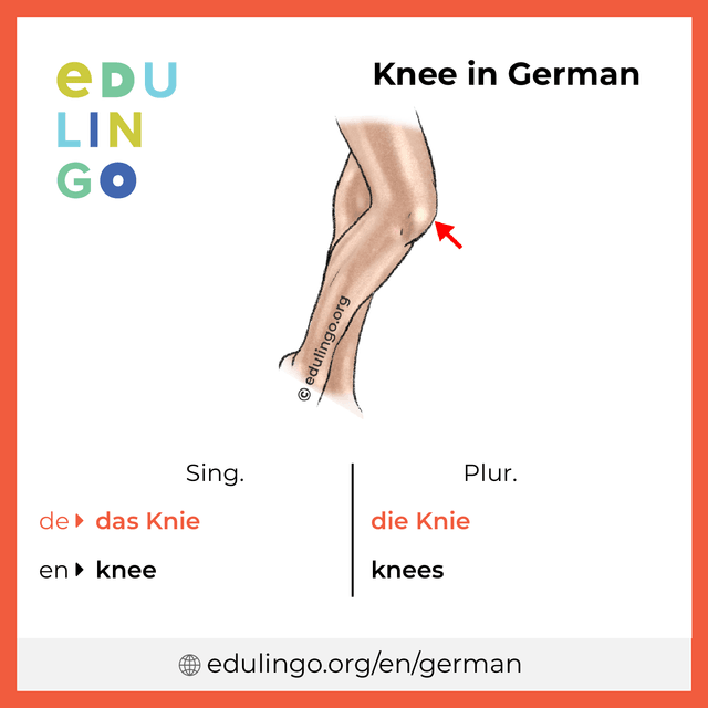 Knee in German vocabulary picture with singular and plural for download and printing