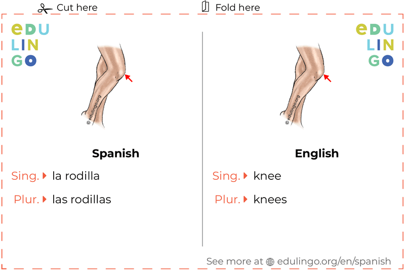 Knee in Spanish vocabulary flashcard for printing, practicing and learning